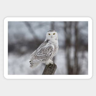 Snowy Owl Sticker